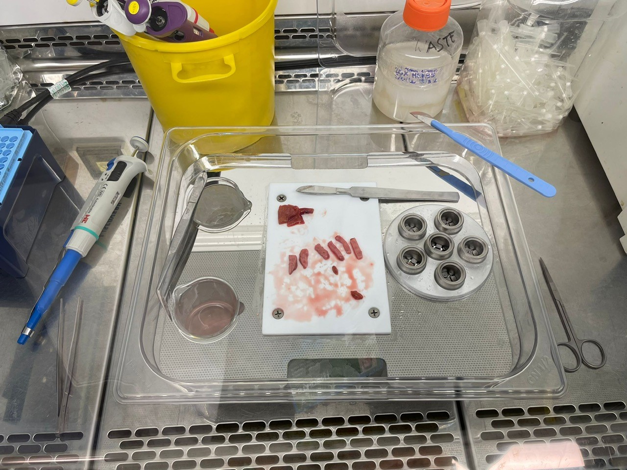 Precision Cut Tissue Slices